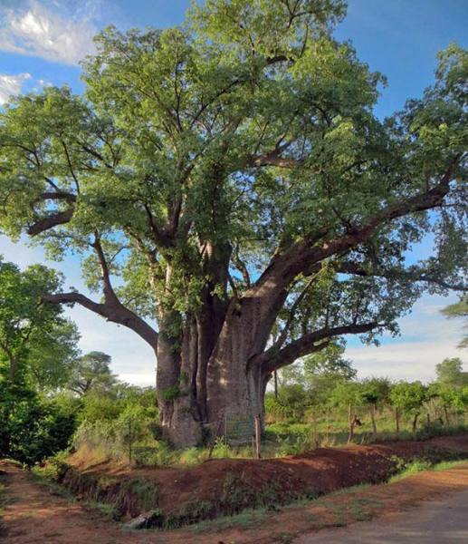 Sandalovina – Kadilni les: Vonj harmonije in duhovnega ravnovesja 4391